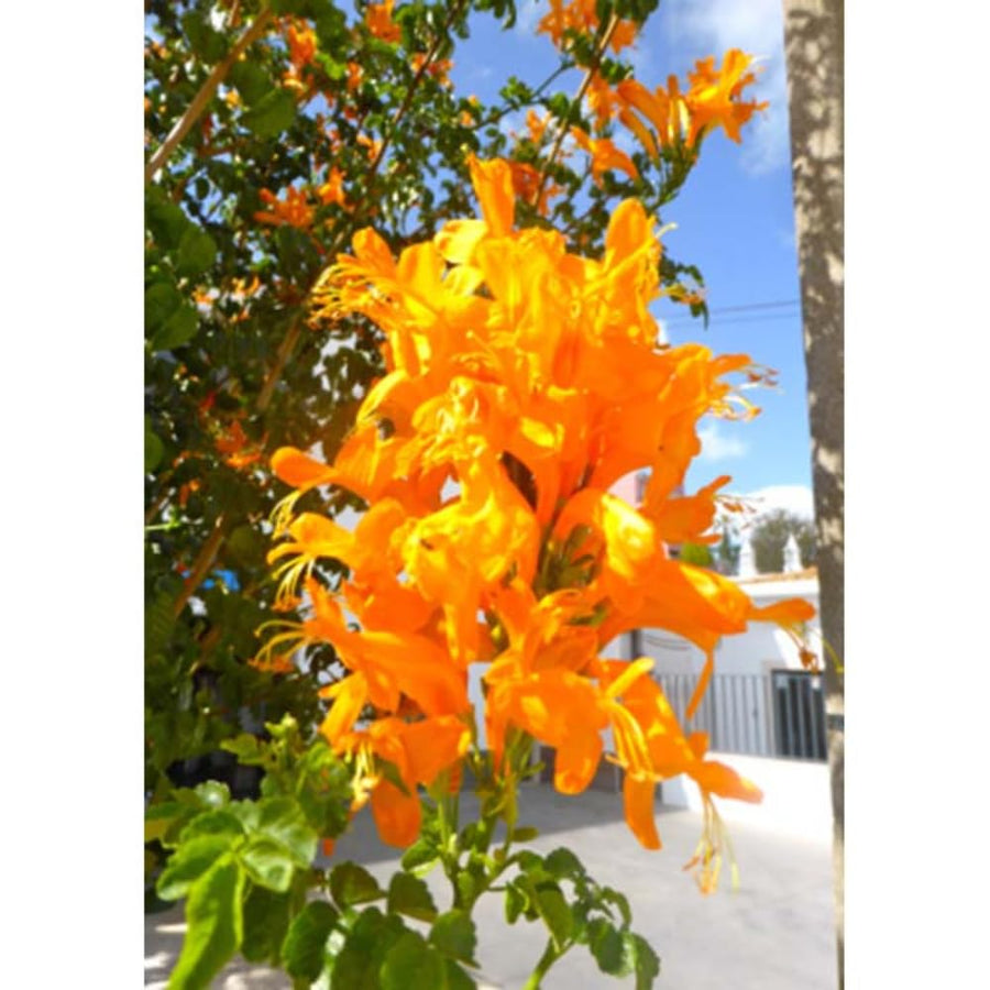 Yellow Honeysuckle Plant, Live Honeysucke Vine, 5-10 Inc Tall, Yellow Honeysuckle for Planting, Climbing Honeysuckle Bush Shrubs, Fragrant, No Pot
