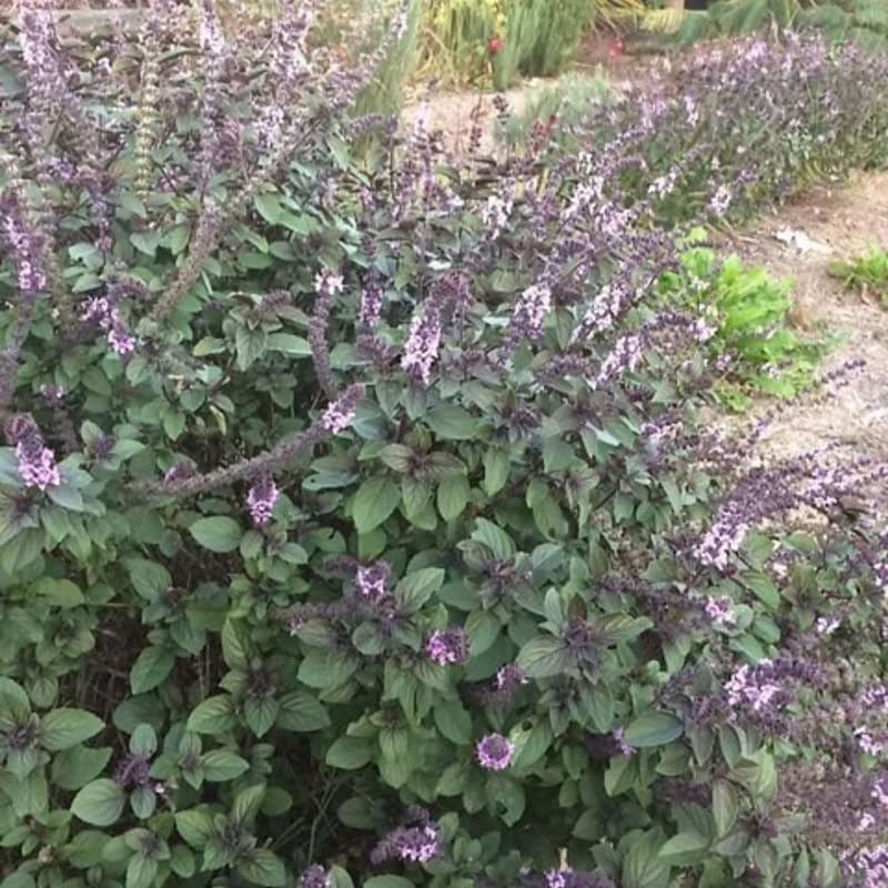 African Blue Basil Plant, Perennial Basil Plant Live, 4-6" Fragrant Leaves Live Herb Plants Potted for Planting in Container, Home Garden
