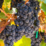Grape Vine Plant Live for Planting Outdoors, Grape Plant Live Grape Tree to Grow 1-2 Years Old Well-Rooted, Black Grape Fruit Tree Live Plant (Summer Royal Grape)