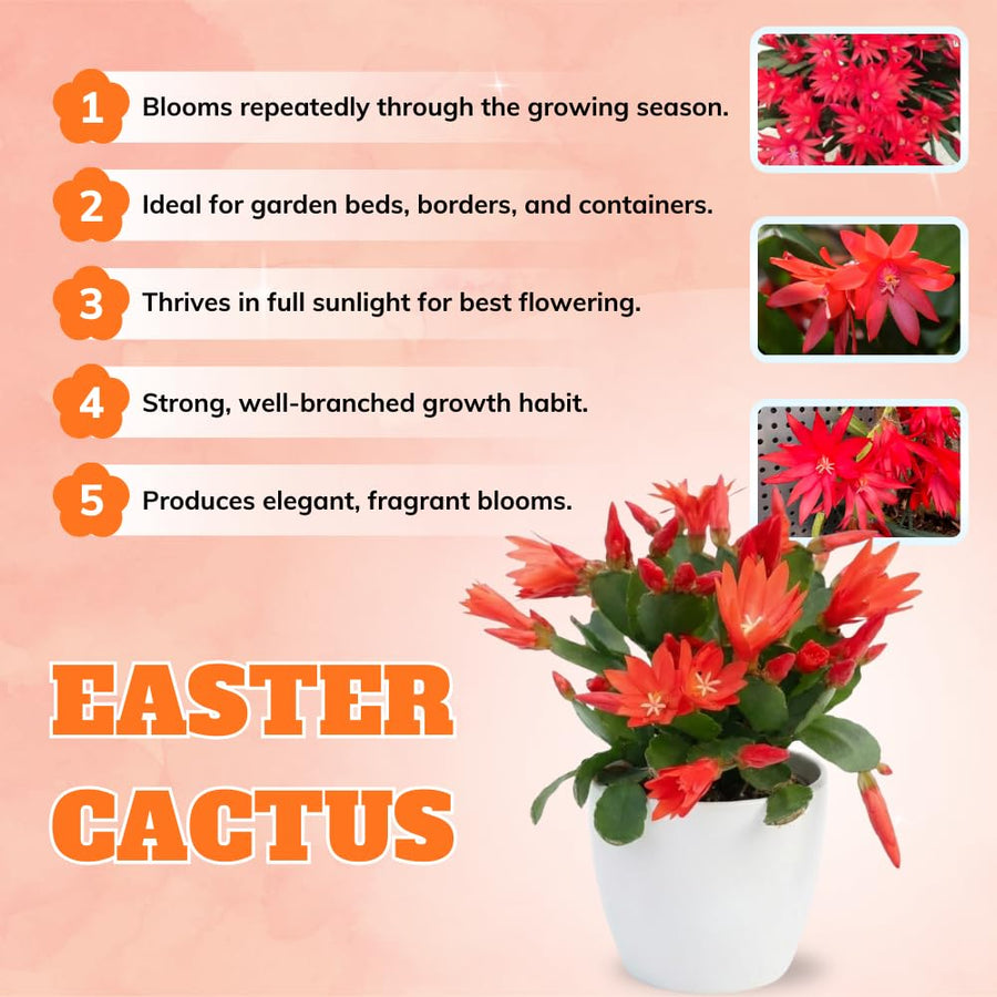 Easter Cactus Plant Live, Spring Cactus Live Plant, 4-8 Inch Height, Holiday Blooms for Outdoor Spaces, No Pot, Bareroot (Red)