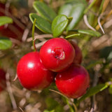 Set of 3 Live Cranberry Plants, 3 to 5 Inches Tall, Cranberry Starter Plants Live, Edible Berry Plants for Raised Beds, Containers, and Outdoor Landscapes