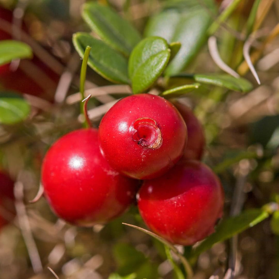 Set of 3 Live Cranberry Plants, 3 to 5 Inches Tall, Cranberry Starter Plants Live, Edible Berry Plants for Raised Beds, Containers, and Outdoor Landscapes