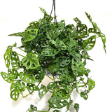 Swiss Cheese Plant Live, Monstera Adansonii Swiss Cheese Indoor Houseplant 4-6 Inches