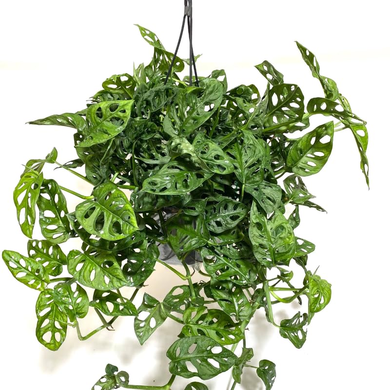Swiss Cheese Plant Live, Monstera Adansonii Swiss Cheese Indoor Houseplant 4-6 Inches