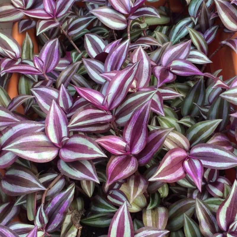 4 Purple Wandering Jew Plants, Live Indoor Plant 3-5 Inches, Colorful Trailing Tradescantia for Home, Office and Hanging Baskets