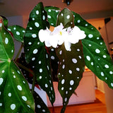 Begonia Live Plant Outdoor, Can Grow As Weeping Begonia, Fast-Growing, Easy-Care Flowering Plant for Gardens Containers, 5-9” Tall, No Pot, Begonia Maculata Plants ((Angel Wing)