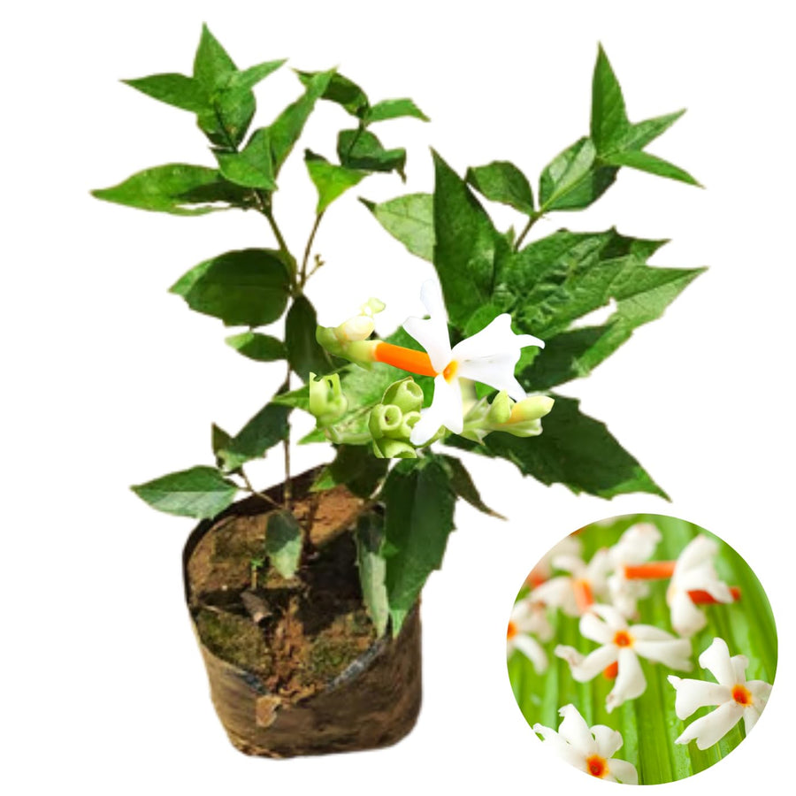 1 Year Old Parijat Tree Plant Live, Fragrant Night Flowering Jasmine Climbing Bush Tree Live Plant for Growing, Half Gallon Size, No CA