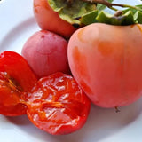 2 Persimmon Trees Live Plants in Quart Pot, Hardy and Sweet American Persimmon Fruit Trees for Outdoor Planting, 7-15 Inches in Tall, Dormant in Winter
