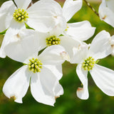 White Dogwood Live Tree in Quart Pot, Flowering Ornamental Trees for Outdoor Garden, White Blooms Spring Tree 8-14 Inches Tall