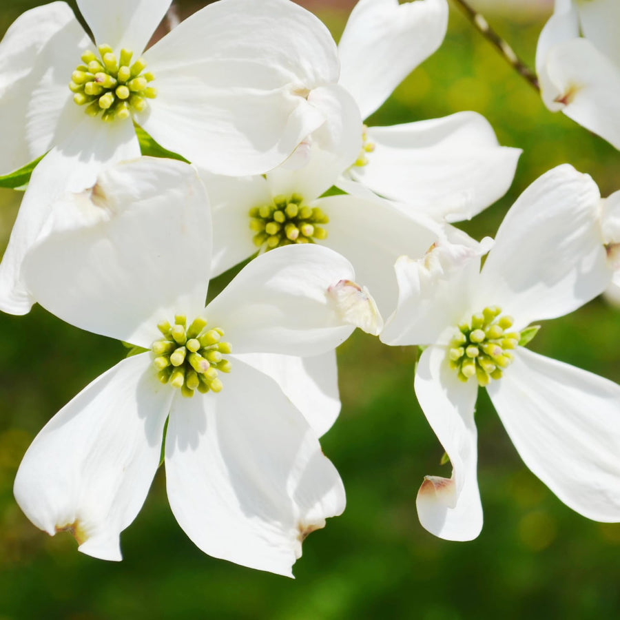 White Dogwood Live Tree in Quart Pot, Flowering Ornamental Trees for Outdoor Garden, White Blooms Spring Tree 8-14 Inches Tall