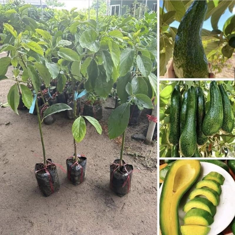 Long Neck Avocado Tree 3 Feet Up, Russell Long Neck Avocado Fruit Tree Live Plant, Ready to Grow