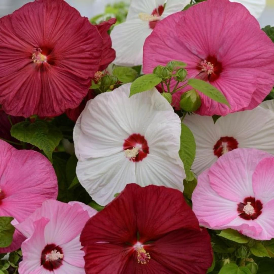 Hibiscus Flower Plant, Hibiscus Plants Live, Tropical Hibiscus Plant, Giant Mix, Zone 10 to 12, Size 5 to 7 Inch Tall