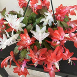 Mix Red and White Christmas Cactus, Holiday Cactus, Live Flowering Succulent Plant, 6 Inch Pot for Indoor or Outdoor Growing