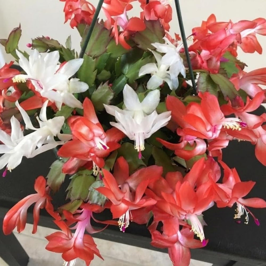 Mix Red and White Christmas Cactus, Holiday Cactus, Live Flowering Succulent Plant, 6 Inch Pot for Indoor or Outdoor Growing
