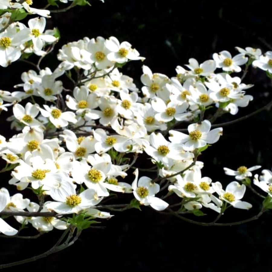 White Kousa Dogwood Tree Live Plant 1 Year Old in Quart Pot, 6-12" in Tall, Dormant in Winter, Spring Blooms