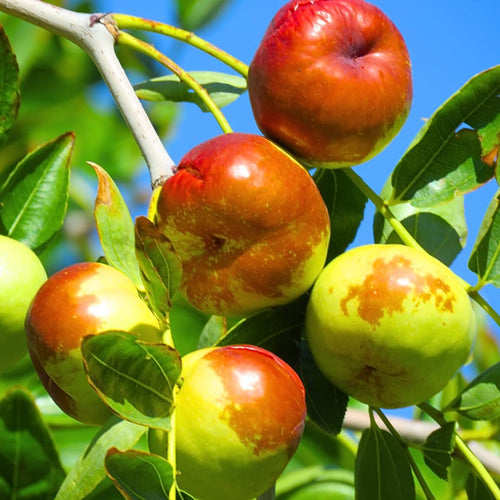 High Yield Li Jujube Tree Live Plant, 9 to 14 Inches in Tall Potted, Dormant in Winter