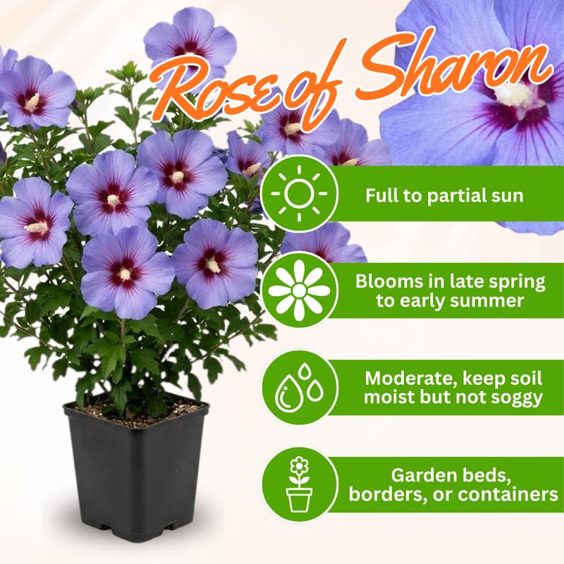 Purple Rose of Sharon Plant in Quart Pot, Hardy Hibiscus Flowering Shrub, Vibrant Outdoor Althea Plants, Fast-Growing Perennial