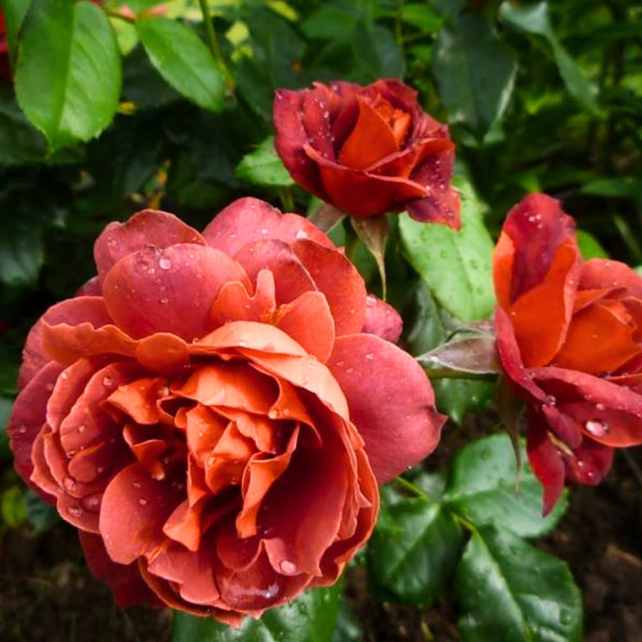 Rose Bush Live Plant - Rose Plant Live Shrub - Bareroot with Soil 5-10 Inch Tall - Fragrant Rose Flowers Heirloom Rose Shrub (Hot Rose)