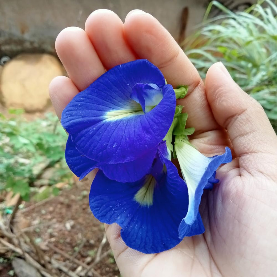 100 Butterfly Pea Seeds for Planting, Butterfly Pea Seed, Blue Flower Climbing Vine Seeds