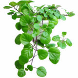 1 Plectranthus Swedish Ivy Plant Live, Swedish Ivy Mint Herb Houseplants in 3.25 Inch Pot for Indoor and Outdoor