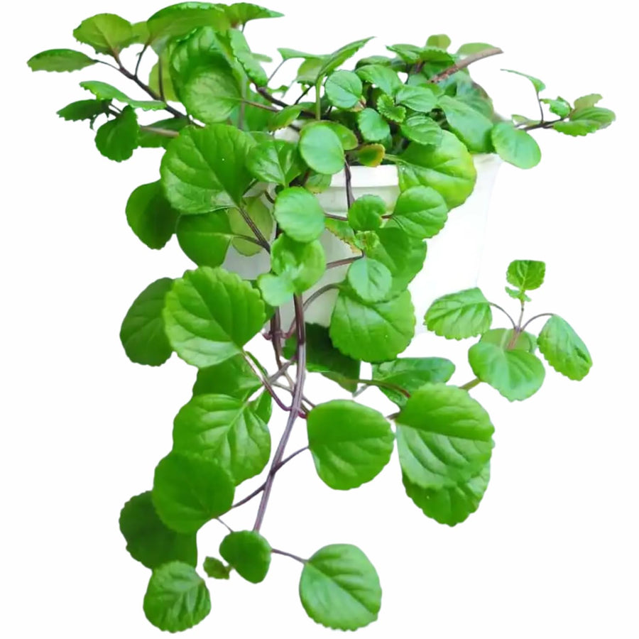 1 Plectranthus Swedish Ivy Plant Live, Swedish Ivy Mint Herb Houseplants in 3.25 Inch Pot for Indoor and Outdoor