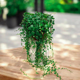 String of Turtles Live Plants, Easy Indoor Trailing Succulent in 2.5" Pot, Hanging Succulent Houseplant Indoor Outdoor Planting