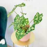 Elephant Ear Plants, Alocasia Colocasia Plant, Colocasia Alocasia Esculenta Taro for Indoor Outdoor Gardens, Dormant in Winter (Variegated Green Striking Foliage)