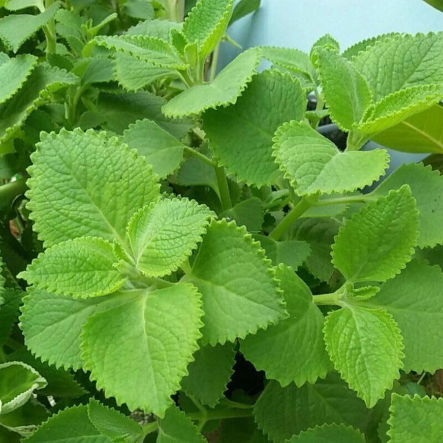 2 Cuban Oregano Plant 4 to 5 Inch Tall in 4" Pot, Fragrant Cuban Oregano Seedling Plant Live for Planting, Herb Plants Indoor Outdoor