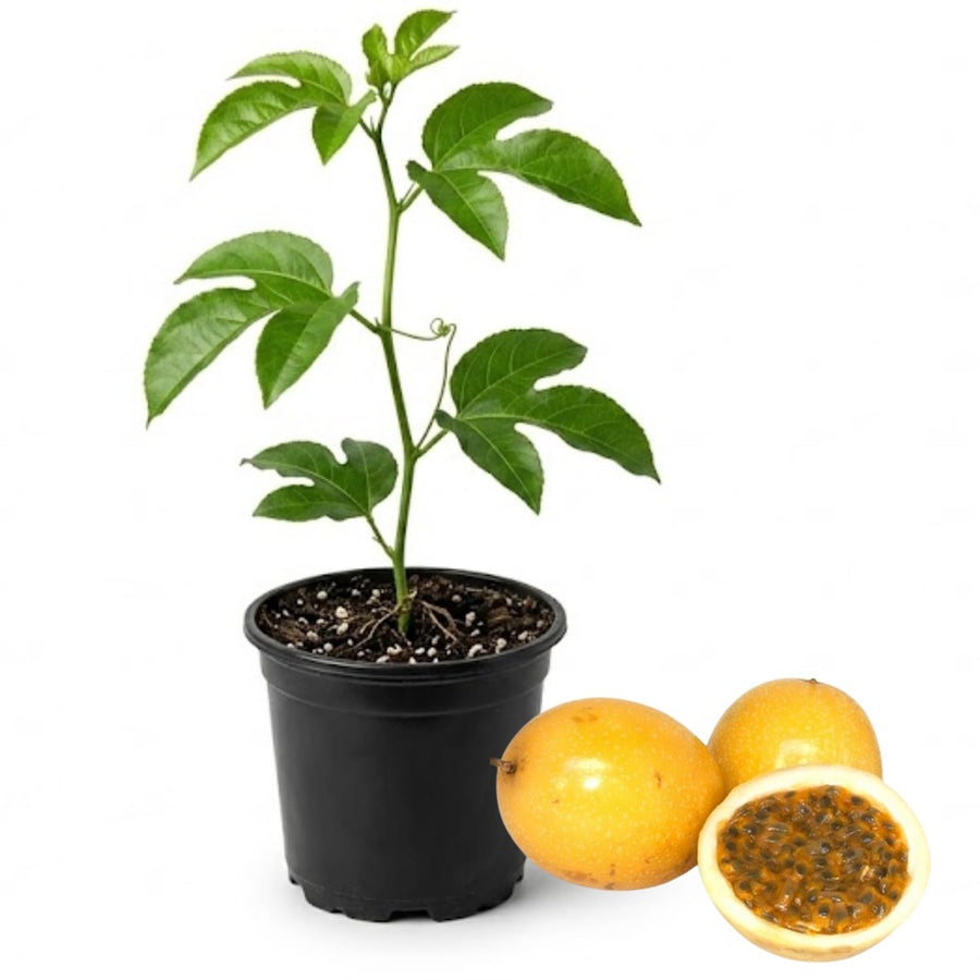 Yellow Passion Fruit Plant, 6-8 Tall Passiflora Plants in 4 Inch Pot, Tropical Passion Fruit Vine for Outdoor Growing, Passionfruit Seedling