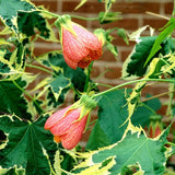 Variegated Abutilon Live Plant, Abutilon Flowering Vine, Trailing Lantern Flower Well Rooted 5-7 Inch Tall