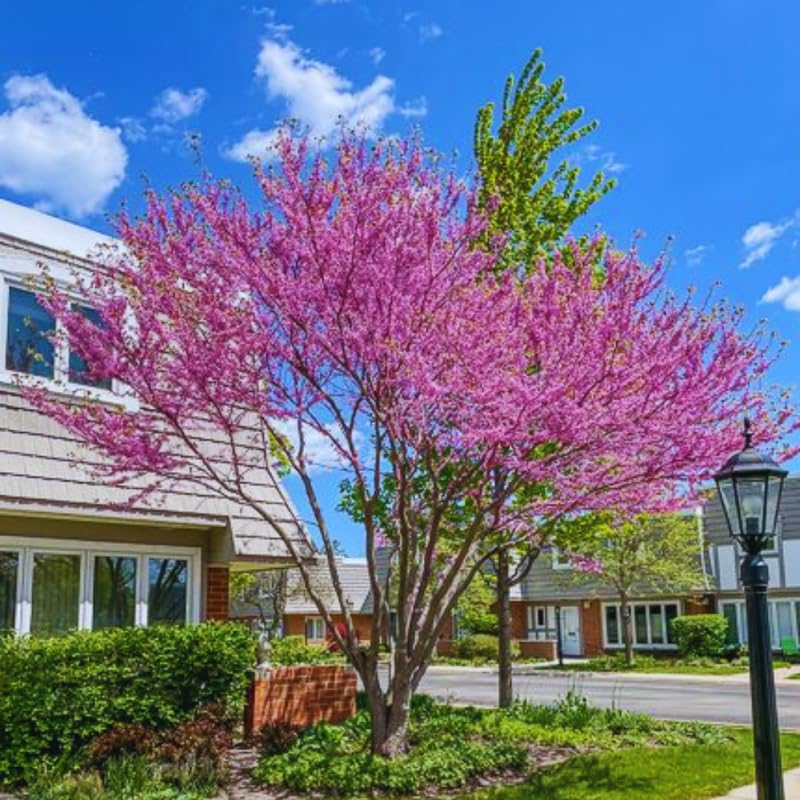 2 Redbud Trees Live Plants Seedlings, Dormant 6 to 14 Inches Tall for Outdoor Blooms, Purple Flowers, American Eastern Red Bud Tree