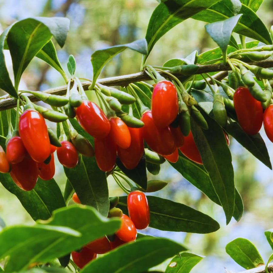 2 Red Goji Berry Plants Live, Goji Berry Tree Live Plant, Sweet Fruit Tree Gardening Outdoor, 5-7'' Tall, No Pot