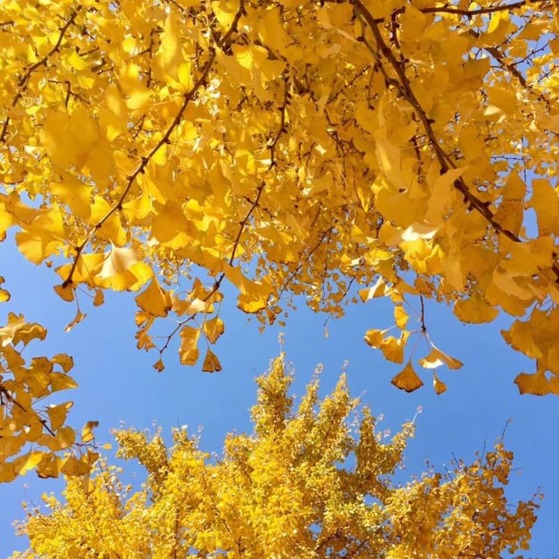 Set of 2 Ginkgo Trees Live Plants, 6-12 Inches Tall, Ginkgo Plant in Quart Pot, Hardy Landscape Trees with Golden Fall Leaves
