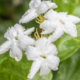 Maid of Orleans Jasmine Plant, Fragrant Jasmine Flower Vine 4-8 Inches Well Rooted for Container, Hanging Basket Growing