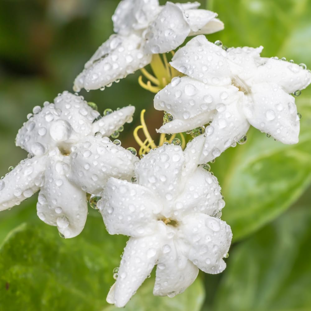 Maid of Orleans Jasmine Plant, Fragrant Jasmine Flower Vine 4-8 Inches Well Rooted for Container, Hanging Basket Growing