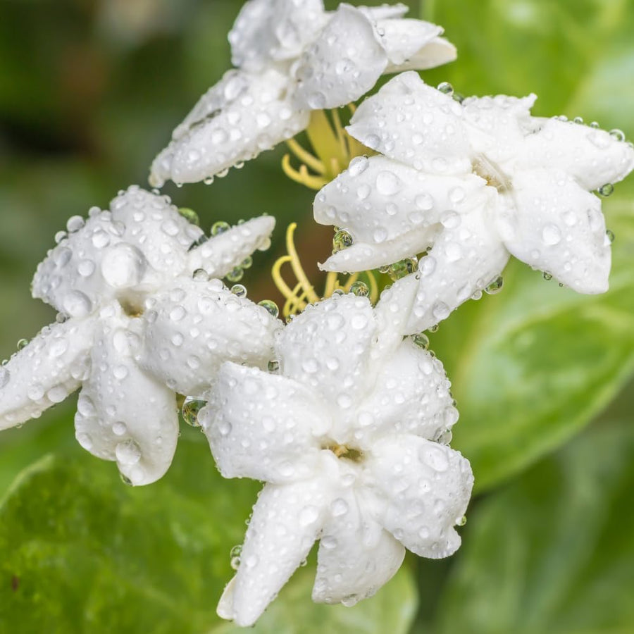 Maid of Orleans Jasmine Plant, Fragrant Jasmine Flower Vine 4-8 Inches Well Rooted for Container, Hanging Basket Growing