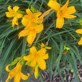 Pack 10 Daylily Bulbs for Planting Spring, Fast Blooming Hardy Perennial Lily Bare Roots for Outdoor Growing (Yellow, Large Day Lily)
