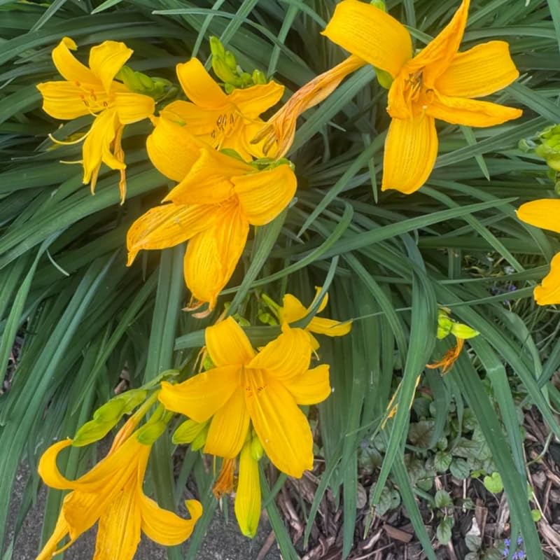 Pack 10 Daylily Bulbs for Planting Spring, Fast Blooming Hardy Perennial Lily Bare Roots for Outdoor Growing (Yellow, Large Day Lily)