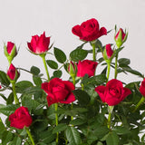 Red Mini Rose Plant Live, Miniature Rose Bush in 3" Pot, Indoor Outdoor Flowering Plant, Compact Live Rose for Gifts and Gardens