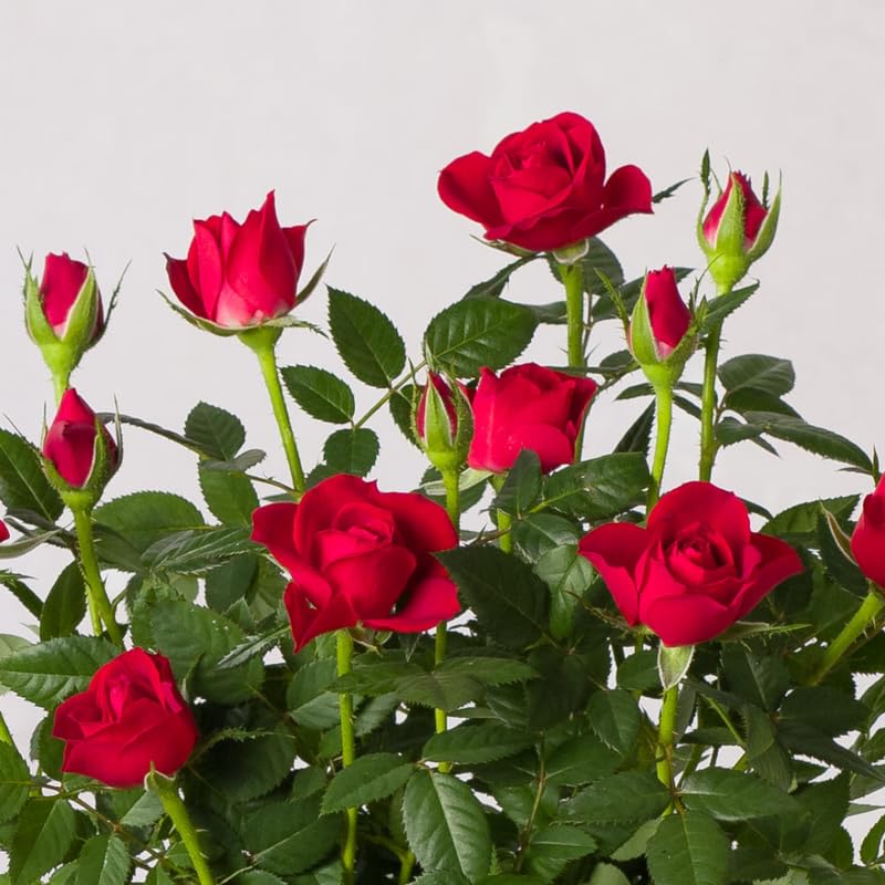 Red Mini Rose Plant Live, Miniature Rose Bush in 3" Pot, Indoor Outdoor Flowering Plant, Compact Live Rose for Gifts and Gardens