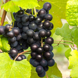 2 Black Muscadine Grape Vine Plants Live for Planting, Muscadine Grape Plant Live Grape Tree, in 4" Pot, Black Grape Fruit Tree for Planting