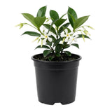 Jasmine Plant, Live Fragrant Jasmine Flower Plants 4'' Pot, Jasmines Well Rooted for Indoor Outdoor Garden (Star Jasmine Flower)