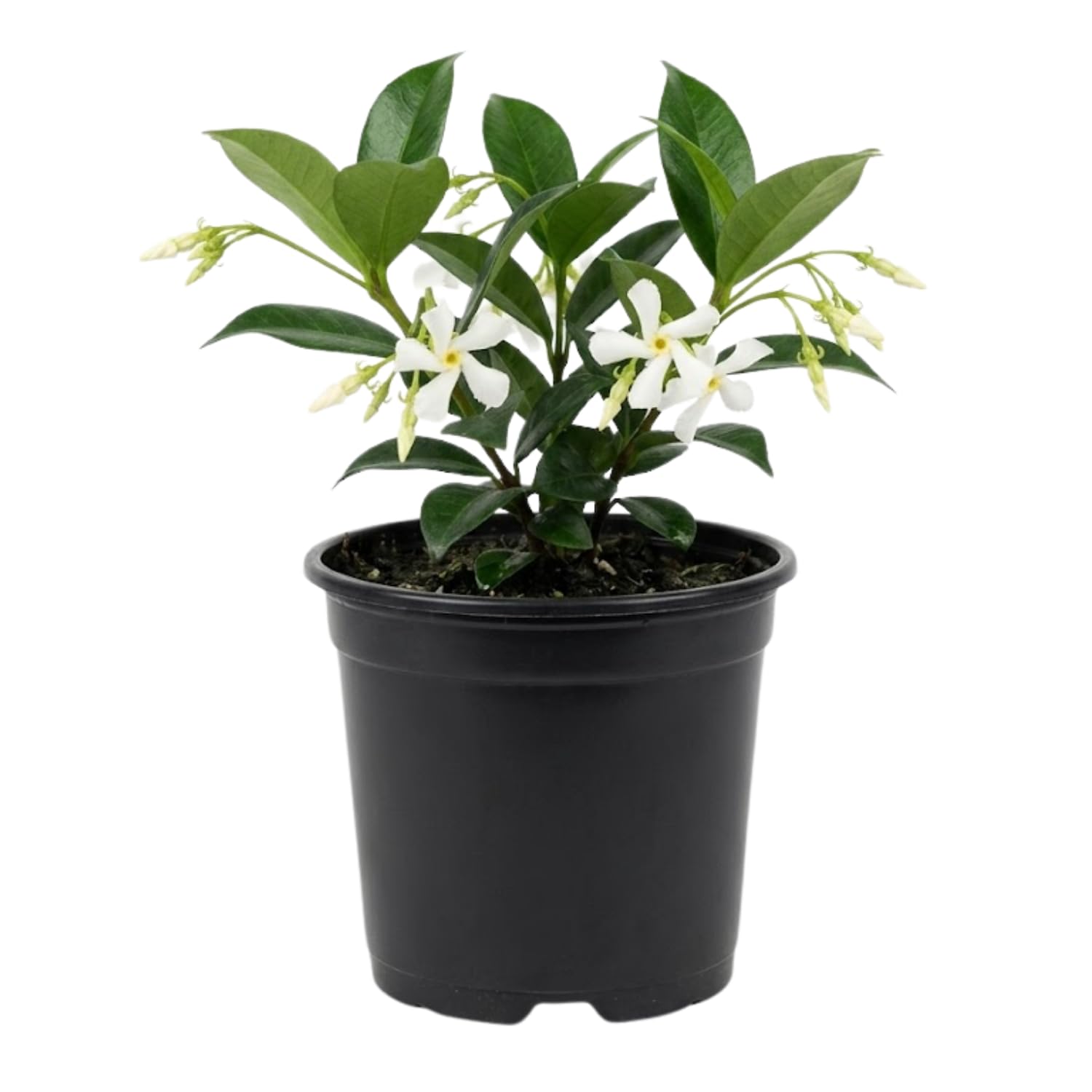 Jasmine Plant, Live Fragrant Jasmine Flower Plants 4'' Pot, Jasmines Well Rooted for Indoor Outdoor Garden (Star Jasmine Flower)