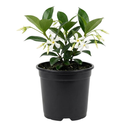 Jasmine Plant, Live Fragrant Jasmine Flower Plants 4'' Pot, Jasmines Well Rooted for Indoor Outdoor Garden (Star Jasmine Flower)