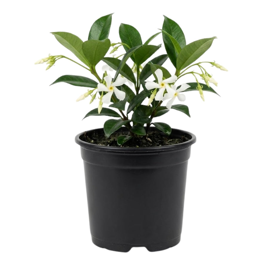 Jasmine Plant, Live Fragrant Jasmine Flower Plants 4'' Pot, Jasmines Well Rooted for Indoor Outdoor Garden (Star Jasmine Flower)