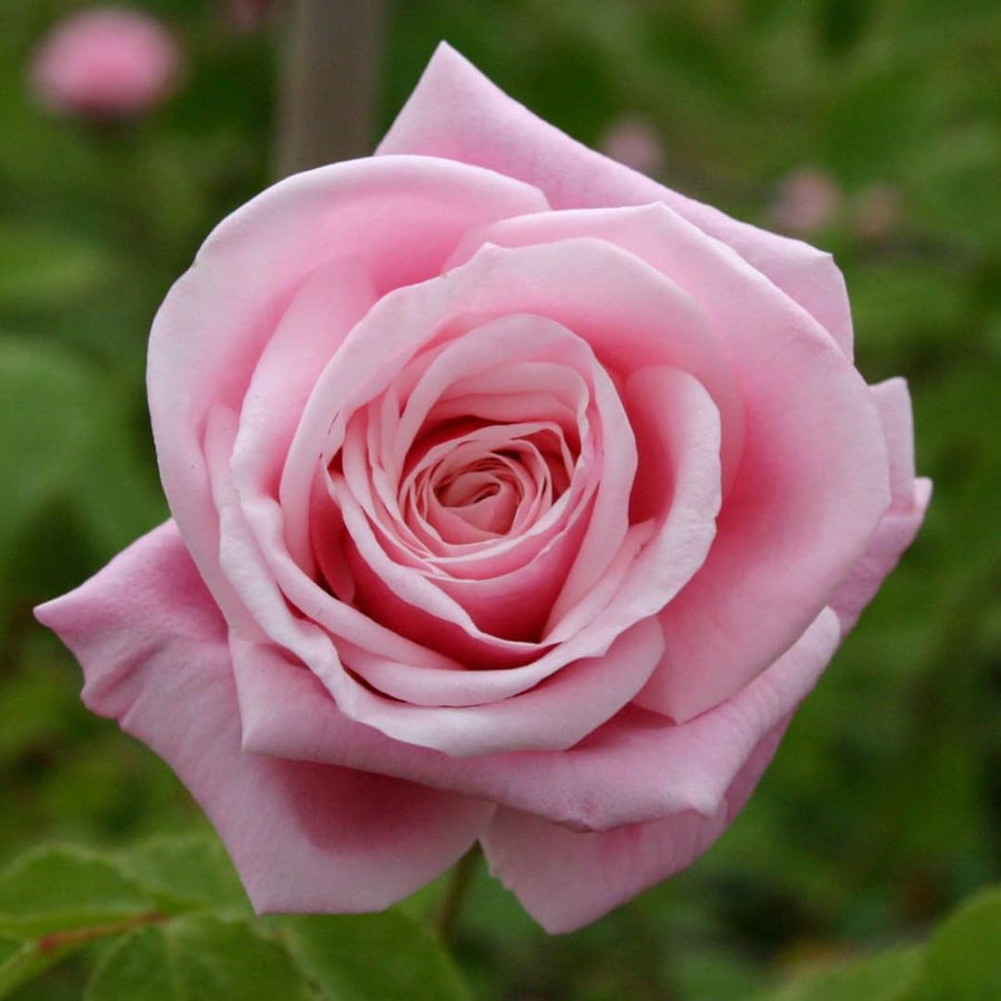 Pink Rose Live Plant, Climbing Rose Plant Live, Pink Climber Plant for Planting, No Leaf, Trim Back, Well Rooted, Bare Root