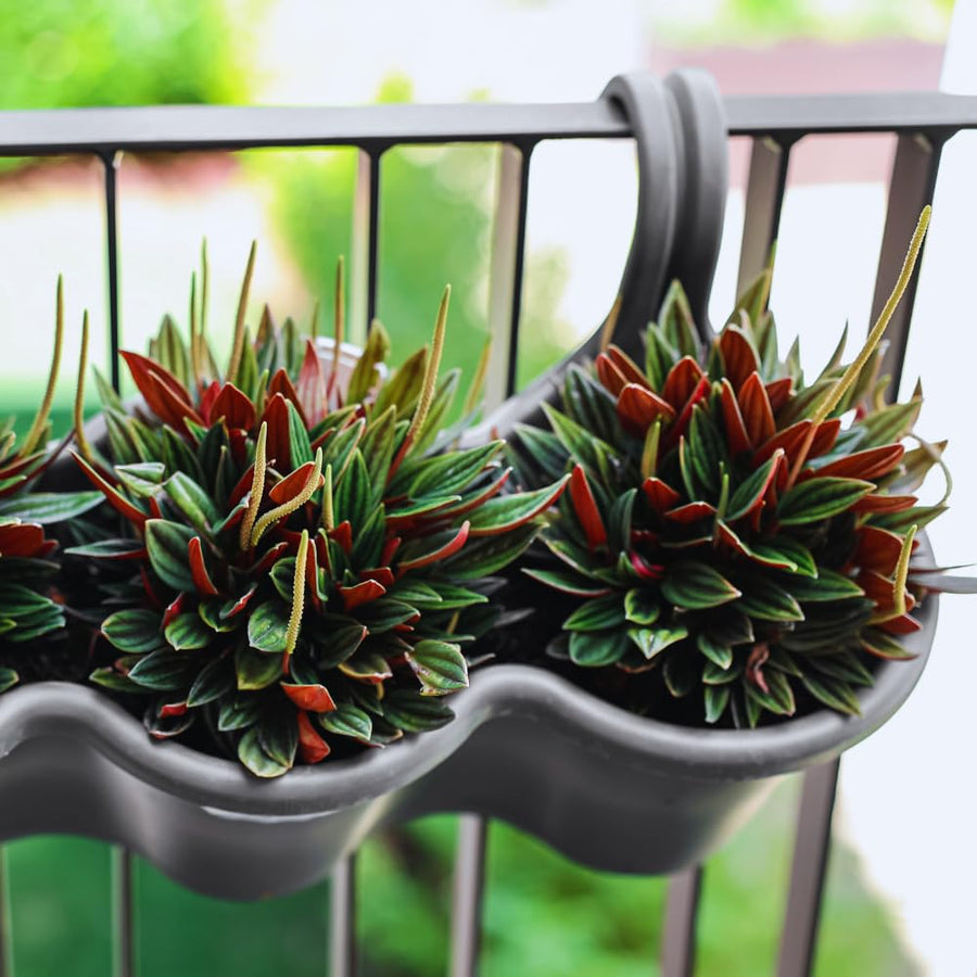 Peperomia Live Plant, Peperomia Plant Live, 4 Inc Potted