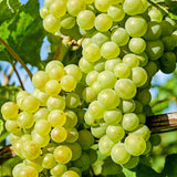 Green Grape Vine Plant1-2 Years Olds, Grape Plant Live for Planting, Sweet Grape Fruits Tree Live Plant, Large Bareroot