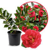Camellia Plant Live for Outdoor Planting, Camellias Starter in 4'' Pot, Vibrant Ornamental Blooms, 8-12'' Tall (Red Camellia)