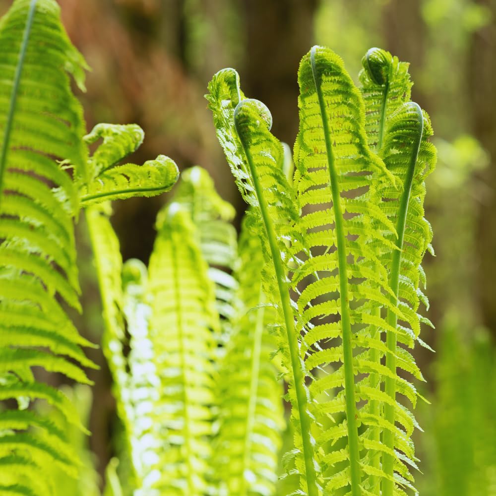 5 Ostrich Fern Roots, Fern Plants Live Rhizomes for Planting, Perennial Shaded Backyard